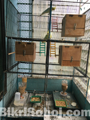 12 Lutino Cockatiel birds including 3 Master breeding pairs